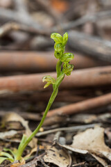 The flower the Australian endemic terristerial orchid known as the Swan Greenhood (Pterostylis cycnocephala)