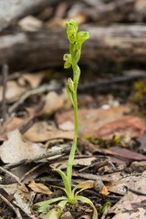 The flower the Australian endemic terristerial orchid known as the Swan Greenhood (Pterostylis cycnocephala)