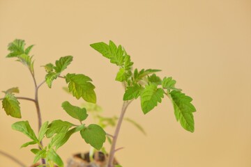 Tomato seedlings in peat tablets on a beige background.Growing seedlings.Gardening and agriculture....