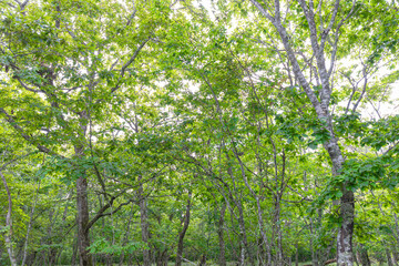 初秋の北海道の道東