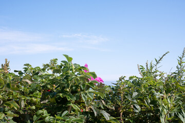 初秋の北海道の道東