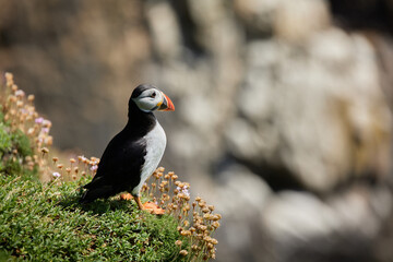 puffin standing on a rock cliff . fratercula arctica