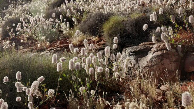 close up of mulla mulla wildflowers at kings canyon in watarrka national park of the northern territory, australia