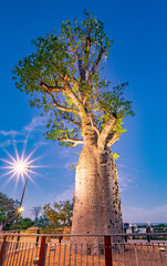 Fototapeta na wymiar The 'Gija Jumulu', a 750-year-old boab tree ('Adansonia gregorii') that was transported 3200 kms to its new home in Kings Park and Botanic Garden, Perth, Western Australia