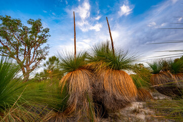 Xanthorrhoea preissii, known as balga, is a widespread species of perennial monocot in Southwest Australia. In Wireless Hill Park in Ardross (near Perth), Western Australia.