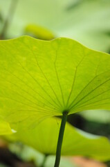 Fototapeta premium lily pad