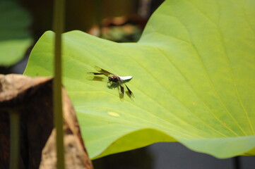 lily pad and dragonfly