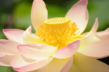 lotus flower pink yellow