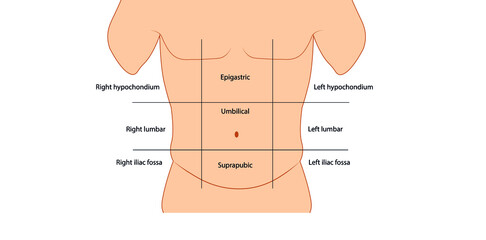Abdominal wall anatomy sections. Male abdominal anatomy 