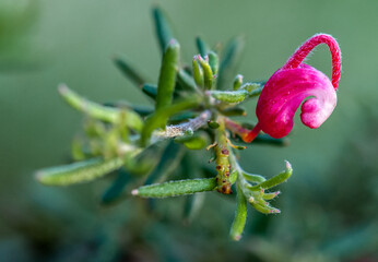 'Grevillea lavandulacea' flowering in the Adelaide Hills of South Australia. Commonly known as lavender grevillea, south-eastern South Australia and western and central Victoria