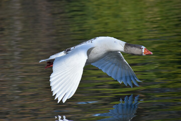 Domestic goose (Anser anser domesticus) in flight
