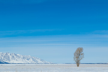 tree in snow with blue sky