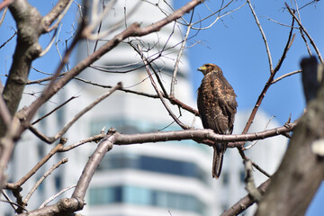 Harris's hawk (Parabuteo unicinctus) against a building of Puerto Madero, Buenos Aires