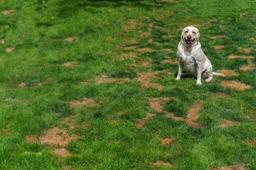 Dog posing on lawn showing damage and urine spots - obrazy, fototapety, plakaty