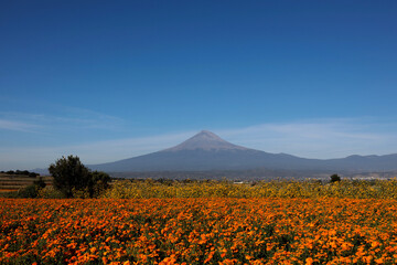Popocatépetl volcano seen from marigold field in Mexico