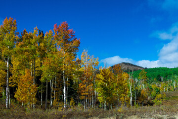 Autumn Colors Around Rabbit Ears Pass in September