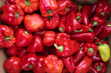 Obraz na płótnie Canvas Fresh red sweet pepper bell with green stub, top view