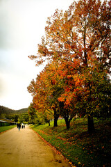 Naklejka premium Autumnal trees along a dirt road in the Blue Mountains, NSW, Australia. Copy space.