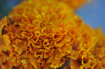 close up of a mushroom