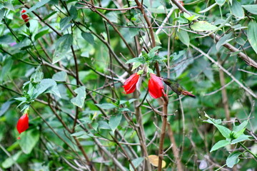 Rufous-tailed hummingbird (Amazilia Tzatcl) feeding from a hibiscus flower on a farm in the Intag Valley, outside of Apuela, Ecuador