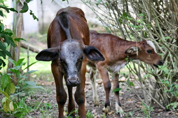 Calf on a farm in the Intag Valley, outside of Apuela, Ecuador