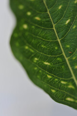 green leaf with water drops