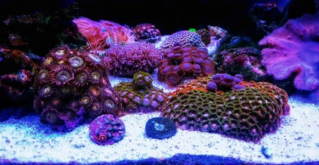 Small colony of Zoanthids in coral reef aquarium tank