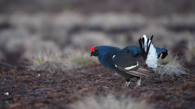 Black Grouse on spring bog ready for fighting, lekking. Spring colors of moors with black grouse, blackcock. Male Black Grouse lek game at sunrise. Lyrurus tetrix lekking in Estonia, Saaremaa swamp