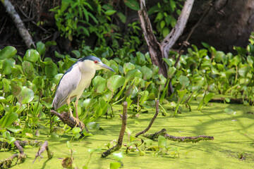 A black-crowned night heron stands perched on a small branch emerging just out of the murky water of a Louisiana swamp in the hot summer sun.