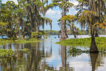 Mature trees emerge from the murky water of a Louisiana swamp with their reflections on full...