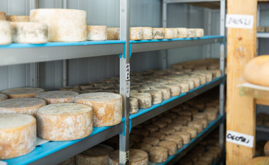 Shelves with cheese at cheese warehouse. Numbers on white pieces of paper are date when cheese was put into the ripening chamber