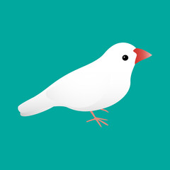 横向きの白文鳥　緑の背景