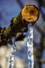 The Christmas Icicle