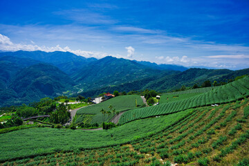 The tea plantations on the hilltop are often shrouded in clouds and fog. Bihushan Tea Garden, Meishan Township. Chiayi County, Taiwan. Sep. 2021