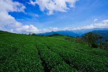 Fototapeta na wymiar The tea plantations on the hilltop are often shrouded in clouds and fog. Bihushan Tea Garden, Meishan Township. Chiayi County, Taiwan. Sep. 2021