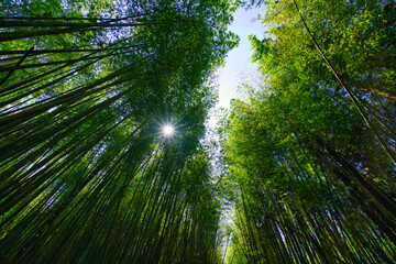 The sunlight penetrates the green bamboo forest. Bihushan Tea Garden, Meishan Township. Chiayi County, Taiwan. Sep. 2021