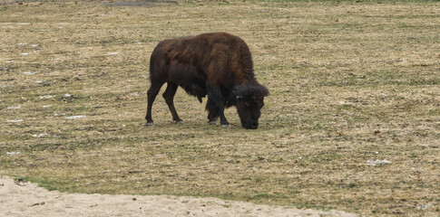 Bison gazing at the zoo.