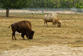 White Bison gazing at the zoo.