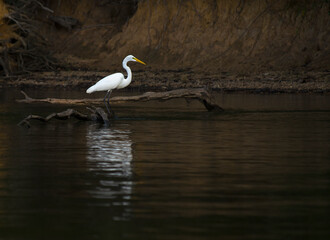 Great Egret