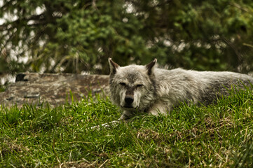 Naklejka na ściany i meble Wolf Resting in the grass, looking for its next prey.