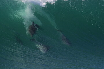 dolphins surfing under a wave in Australia