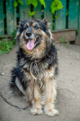 shaggy dog on a chain guards the house