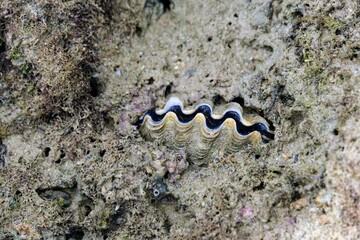 オオシャコガイ, Giant clam, Shell