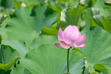 Lotus flower