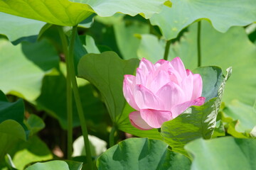 Lotus flower