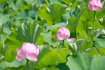 Lotus flower