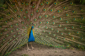 Obraz premium Indian peacock, Pavo cristatus, - peafowl with open tail, beautiful representative exemplar of male peacock in great metalic colors. Peacock feathers, peacock eye