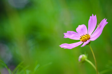 Pink cosmos with insect on petal in blurred green garden background