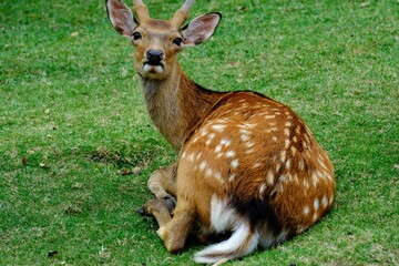 Sika deer at Nara park