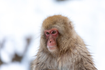 Close-up Of A Monkey